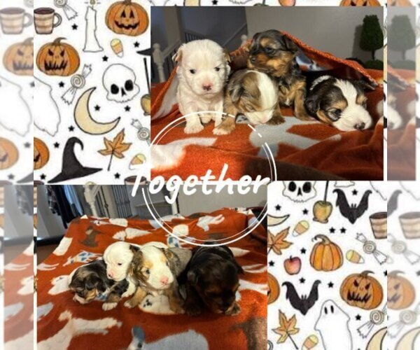 Medium Photo #5 Yorkshire Terrier Puppy For Sale in SCHERTZ, TX, USA