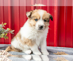 Small Photo #25 Australian Shepherd Puppy For Sale in GREENFIELD, OH, USA