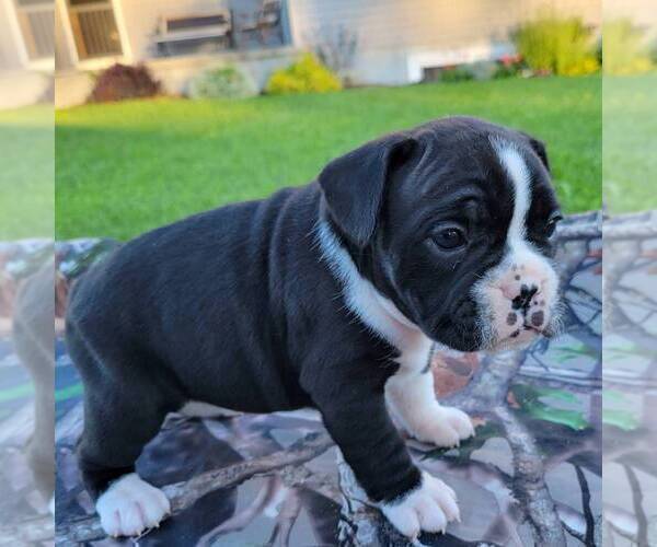 Medium Photo #2 French Bulloxer Puppy For Sale in CANAJOHARIE, NY, USA