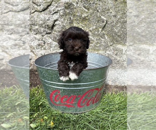 Medium Photo #4 Havanese Puppy For Sale in MIDDLEBURY, IN, USA