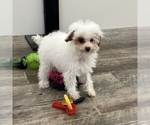 Poodle (Miniature) Puppy for sale in INDIANAPOLIS, IN, USA