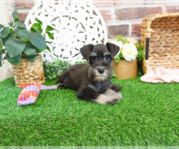 Medium Photo #15 Schnauzer (Miniature) Puppy For Sale in SYRACUSE, IN, USA