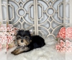 Small Photo #5 Yorkshire Terrier Puppy For Sale in MORRIS CHAPEL, TN, USA