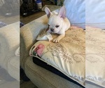 Small Photo #6 French Bulldog Puppy For Sale in WOODRUFF, SC, USA