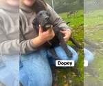 Dopey(13wo, 20lbs) - Male Mutt Dog for Adoption - Small photo