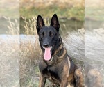 Small Photo #1 Belgian Malinois Puppy For Sale in EPHRATA, WA, USA