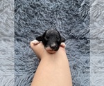 Small Poodle (Toy)