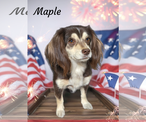 Medium Photo #2 Dachshund-Spaniel Mix Puppy For Sale in Phelan, CA, USA