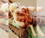 Small Photo #1 American Bulldog Puppy For Sale in ANNISTON, AL, USA