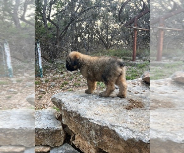 Medium Photo #4 Bouvier Des Flandres Puppy For Sale in BLANCO, TX, USA