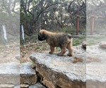 Small #3 Bouvier Des Flandres