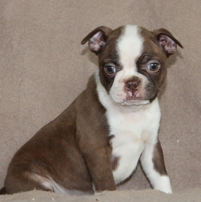 Medium Photo #1 Boston Terrier Puppy For Sale in GAP, PA, USA