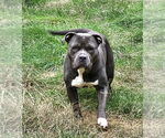 Small #4 American Pit Bull Terrier