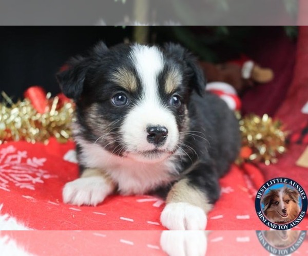 Medium Photo #5 Miniature Australian Shepherd Puppy For Sale in GRANBURY, TX, USA