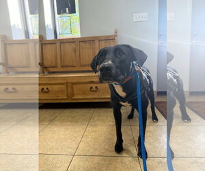 Pointer-Retriever  Mix Dogs for adoption in NEWPORT NH, NH, USA
