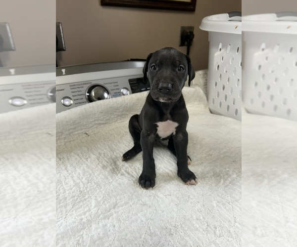 Medium Photo #1 Great Dane Puppy For Sale in GERMANSVILLE, PA, USA
