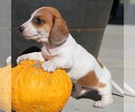 Small Photo #4 Dachshund Puppy For Sale in MYERSTOWN, PA, USA