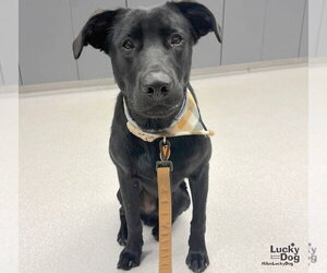 Texas - Male Labrador Retriever-Unknown Mix Dog for Adoption - Photo #2
