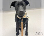 Small Photo #2 Labrador Retriever-Unknown Mix Puppy For Sale in Washington, DC, USA