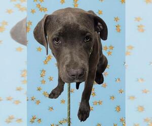 Mutt Dogs for adoption in Bakersfield, CA, USA
