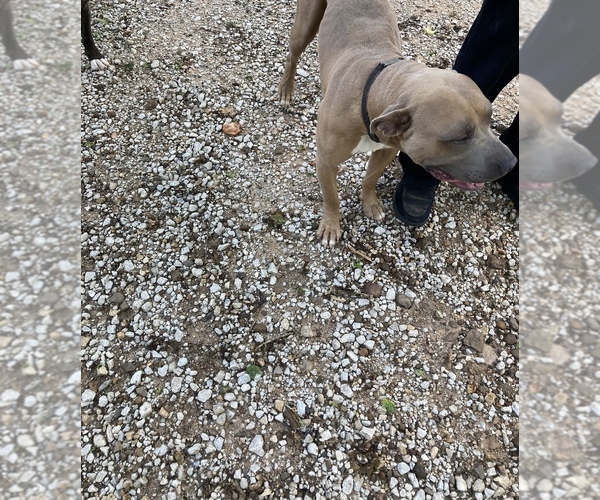 Medium Photo #4 American Pit Bull Terrier-Bullypit Mix Puppy For Sale in MARBLE FALLS, AR, USA