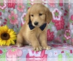 Small #1 Golden Retriever