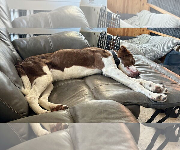 Medium Photo #4 Brittany-Unknown Mix Puppy For Sale in Curwensville, PA, USA