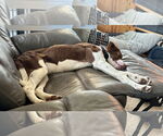 Small #3 Brittany Mix