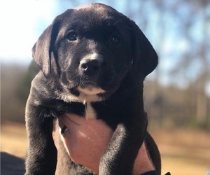 Labrador Retriever-Mutt Mix Puppy for sale in ROYSTON, GA, USA