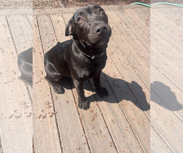 Medium Photo #14 Labrador Retriever-Unknown Mix Puppy For Sale in Princeton, MN, USA