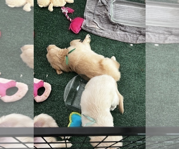 Medium Photo #20 Golden Retriever Puppy For Sale in BIG CABIN, OK, USA