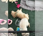 Small Photo #20 Golden Retriever Puppy For Sale in BIG CABIN, OK, USA