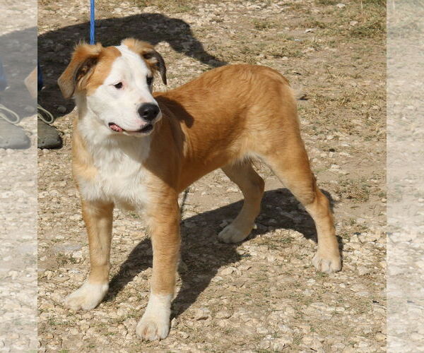 Medium Photo #3 Great Pyrenees-Mastiff Mix Puppy For Sale in Bandera, TX, USA