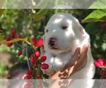 Small Photo #4 Great Pyrenees Puppy For Sale in HILLSVILLE, VA, USA