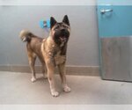 Small Photo #1 Akita-Unknown Mix Puppy For Sale in Las Vegas, NV, USA