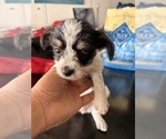 Puppy Puppy 3 Jack Russell Terrier-Maltipoo Mix