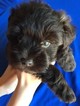 Small Photo #1 Schnauzer (Miniature) Puppy For Sale in AFTON, OK, USA