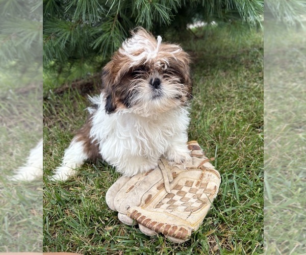 Medium Photo #5 Shih Tzu Puppy For Sale in MIDDLEBURY, IN, USA