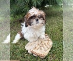 Small #4 Shih Tzu