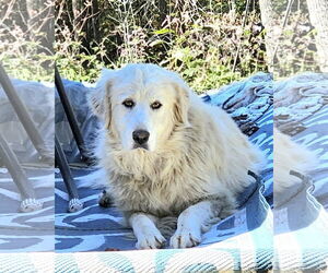 Sofie - Female Great Pyrenees Dog for Adoption - Photo #2