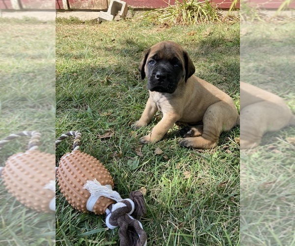 Medium Photo #1 Mastiff Puppy For Sale in GENEVA, IN, USA