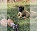 Small Photo #1 Mastiff Puppy For Sale in GENEVA, IN, USA