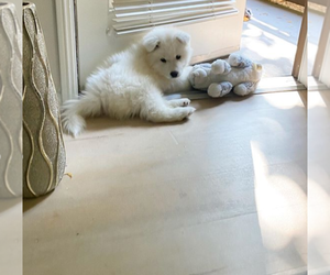Samoyed Puppy for sale in MIDDLETOWN, CA, USA