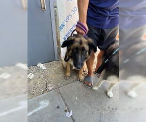 German Shepherd Dog Dogs for adoption in Stockton, CA, USA