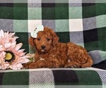 Small Photo #5 Miniature Labradoodle Puppy For Sale in QUARRYVILLE, PA, USA