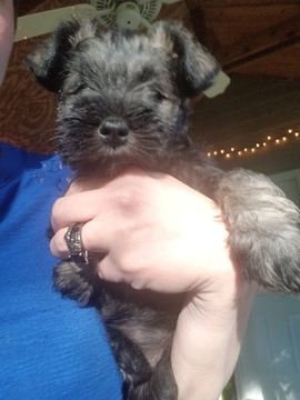 Medium Photo #1 Schnauzer (Miniature) Puppy For Sale in LAWRENCEVILLE, GA, USA
