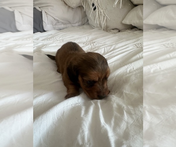 Medium Photo #3 Dachshund Puppy For Sale in SAN DIEGO, CA, USA