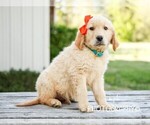 Small Photo #3 Golden Retriever Puppy For Sale in LIBERTY, KY, USA