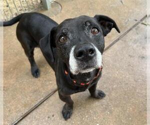 Mutt Dogs for adoption in Martinez, CA, USA