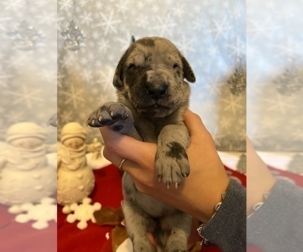 Full screen Photo #5 Great Dane Puppy For Sale in AMELIA, VA, USA